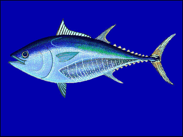 TONNO o TONNO ROSSO. Thunnus thynnus