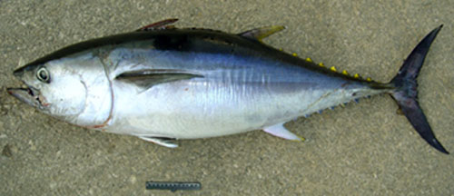 TONNO o TONNO ROSSO. Thunnus thynnus
