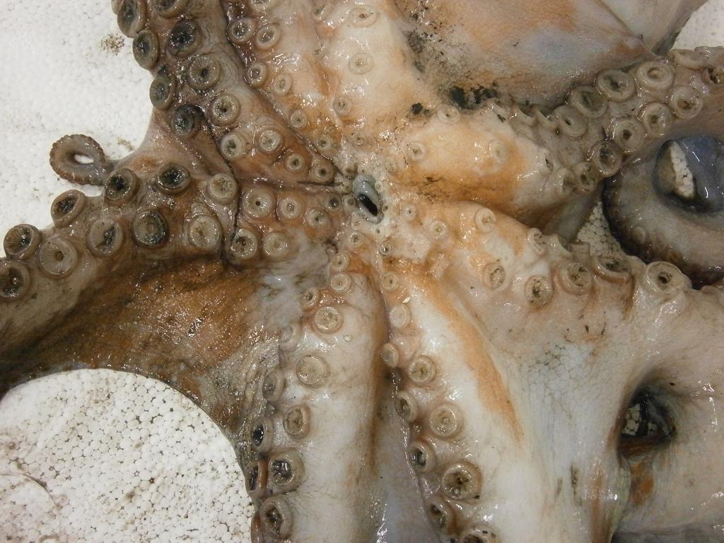 Octopus_vulgaris_1